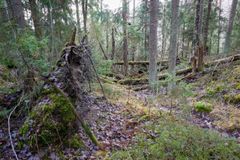 Kuva alueella olevasta metsästä.