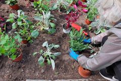 A woman planting flowers.