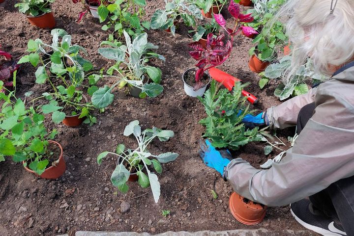 A woman planting flowers.
