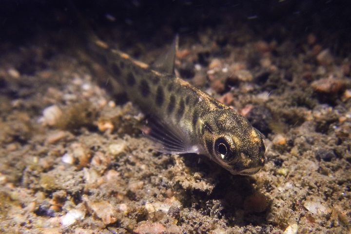 En liten fisk simmar nära botten, omgiven av grus och stenar.
