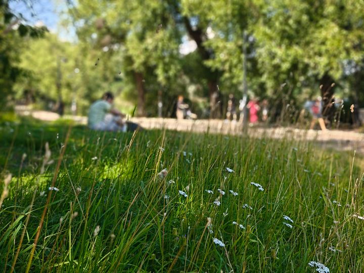 Pitkää nurmikkoa Töölönlahdella.