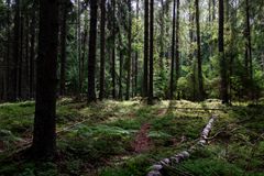 Forest.