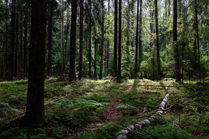 Forest.