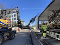 Katupuiden istutusta vuonna 2024 Mannerheimintien remontin ensimmäisessä vaiheessa.