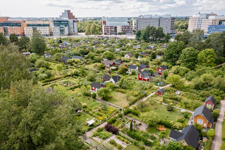 Vy över Brunakärrs koloniträdgård.