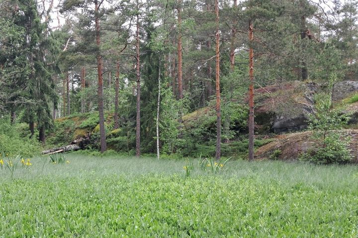 Myr i naturtillstånd och gammal skog i Furuvik.