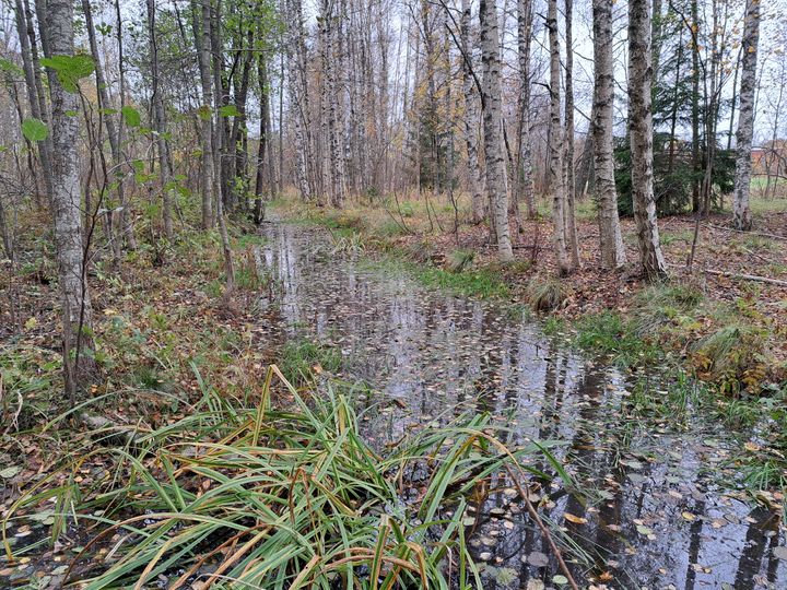 Broändanpuro virtaa Mustavuoren–Porvarinlahden länsiosassa.