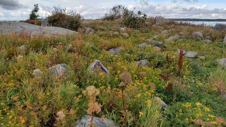 Näkymä Pitkärivin luodolta.