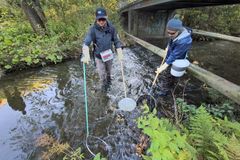 Sähkökoekalastuksella voidaan tutkia rajatun alueen kalanpoikasten määriä kaloja vahingoittamatta. Kalat lamautetaan hetkellisesti sähkövirran avulla ja kerätään haavilla. Tutkimusta ovat tekemässä Kala- ja vesitutkimus Oy:n tutkijat Elias Haro sekä Petri Karppinen.