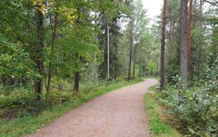 Metsän keskellä kulkee hiekkatie ja sen varrella on valaisimia.