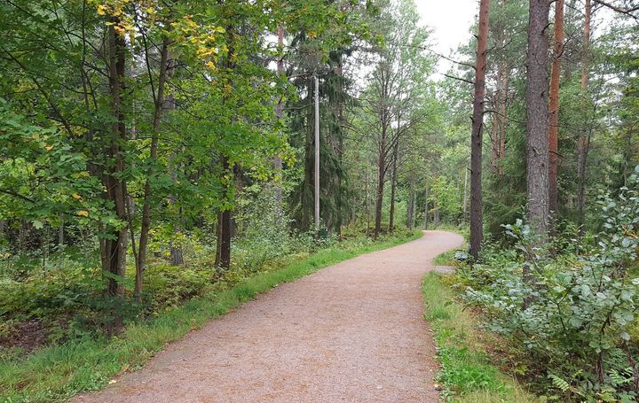 En sandväg går genom en välskött skog.