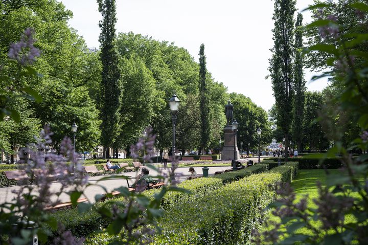 Esplanadinpuiston kasvillisuutta ja puistokäytävä.