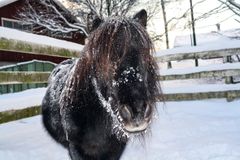 Poni talvimaisemassa Fallkullan kotieläintilalla.