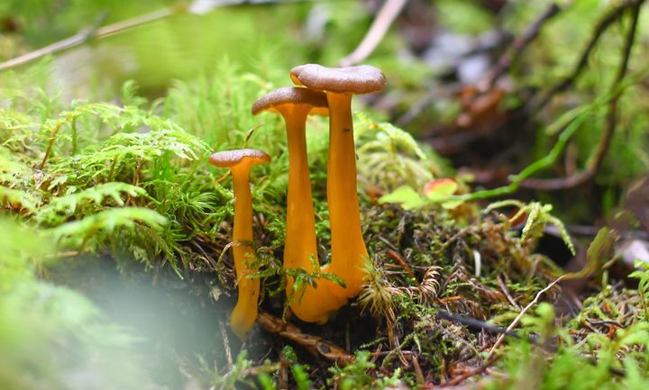 Three mushrooms in the moss