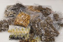 Kasa muovipusseihin pakattuja sieniä.