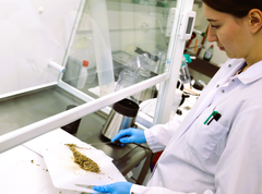 Sienisilppua leikkuulaudalla