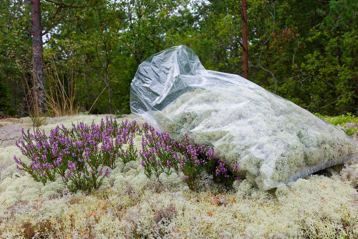 Poronjäkälää muovipussissa metsässä näytteenkeruupaikalla.