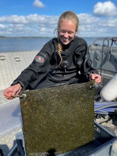 Perifytonin eli päällyskasvuston keruuta Loviisan ydinvoimalaitoksen edustalta. Keruualusta on polykarbonaattilevy, joka kuvassa on harjoittelija Saana Metsolan käsissä. Kuva on otettu veneessä aurinkoisena kesäpäivänä.