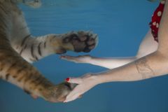 Jessica Segall: Oddkin -näyttelyn teoksessa (un)common intimacy (2018) taiteilija Jessica Segall ui yhdessä yksityisreservaattien villieläinten kanssa.