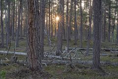 Saamelaismuseo Siidan näyttely tarkastelee uhattujen ikimetsien tilannetta.