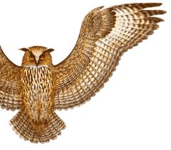 Postimuseon näyttelyssä Tampereella on esillä muun muassa Erik Bruunin piirros huuhkajasta.