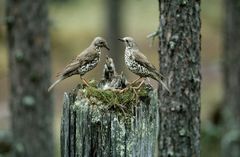 Hannu Hautala tunnetaan erityisesti lintukuvaajana, ja hän julkaisi uransa aikana useita kirjoja. Kuvassa kulorastaan pesä, kirjasta Kuukkelin maa. Salon taidemuseo Veturitallissa avautuu Hautalan laajin näyttely koskaan.