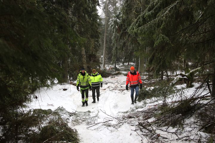 Kynsiluoto on kaupungin omistama saari ja yleinen virkistysalue, jonne raivataan talven aikana kävelyreitti ympäri saaren. Paikan päällä viherrakentamistiimin Timo Soini ja Jarmo Latvala sekä metsätalousinsinööri Leif Bengs.
