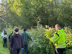En grupp människor i en park plockar växter vid en buske under en solig dag.