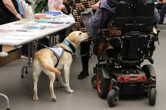 En hund med serviceväst nosar på en person i rullstol vid ett bord med papper och broschyrer.