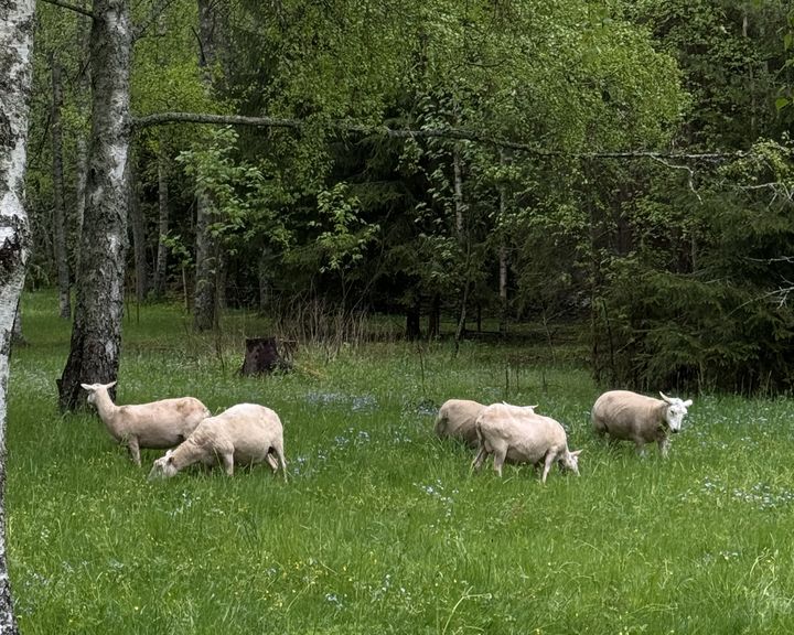 Fem får betar på en grön äng i en park omgiven av träd.