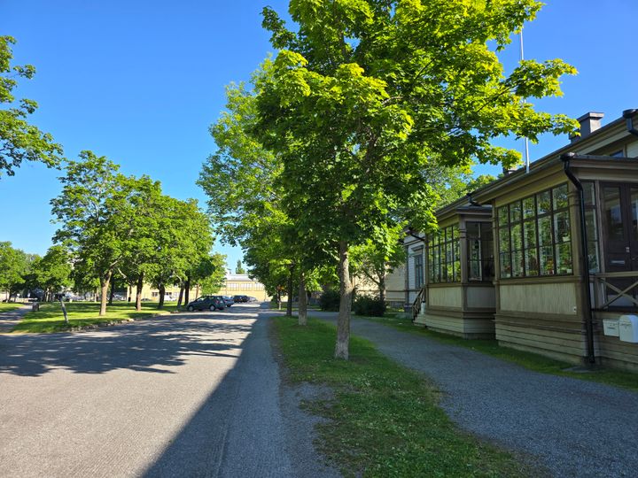 Katu kaupungissa, jota reunustavat puut ja vanhat puutalot.