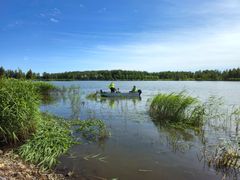 Två personer i en båt på en sjö omgiven av vass och träd i bakgrunden under en klarblå himmel.