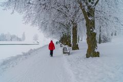 En person i röd jacka går längs en snötäckt väg kantad av träd.
