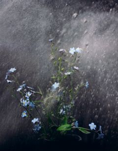 Patricia Rodas Hide in Plain Sight I 2025 valokuva I fotografi I photograph kuva I foto I photo: Patricia Rodas