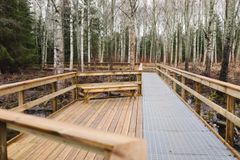 Puinen ja metallinen kävelyreitti kulkee koivumetsän läpi.