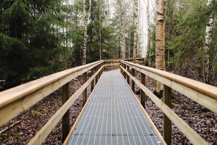 Gångbro av trä genom en skog med barrträd och björkar.
