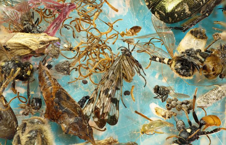 nabbteeri: prosessikuva, 26.8.2025 kuva: nabbteeri