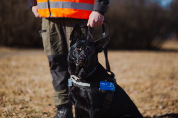 En svart hund med en sele och blå etikett sitter framför en person i en orange reflexväst.