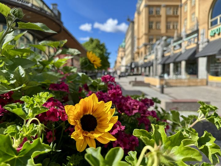 Keltainen kukka vihreiden lehtien joukossa, taustalla näkyy kävelykatu ja rakennuksia.