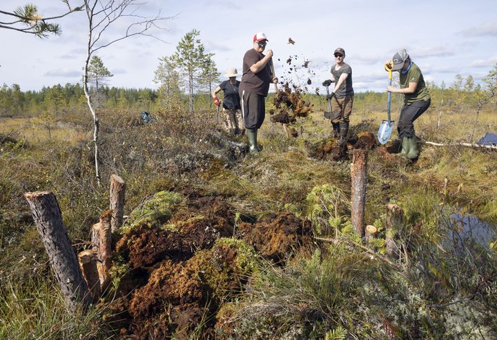Jokivahdit ennallistavat Haravasuota Koitajoella syksyllä 2023.