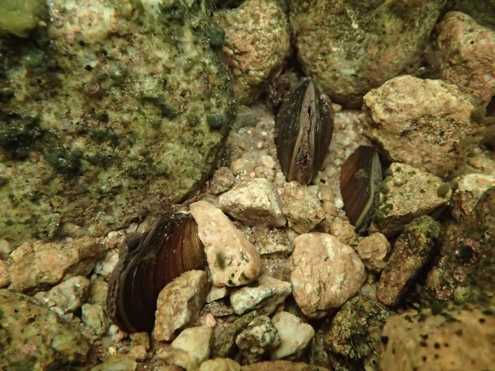 Ivalojoen valuma-alueelta on löytynyt erittäin merkittävä uusi, aiemmin tuntematon elinvoimainen raakku- eli jokihelmisimpukkapopulaatio.