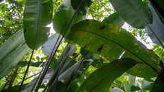 Banaaniviljelmien ympärille istutettava metsäkaistale yhdistyy osaksi Meksikosta Panamaan ulottuvaa sademetsien suojeluverkostoa.