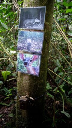 Sademetsän istuttaminen parantaa mm. alueelle tyypillisen nisäkkään tapiirin elinolosuhteita.