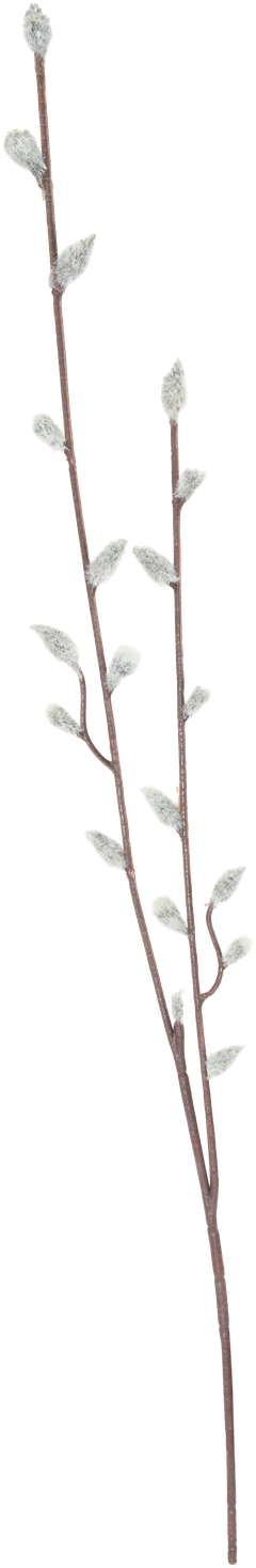 Teko-oksa paju 60 cm