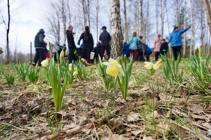 Ensimmäiset kukat näkyivät jo huhtikuussa Laajakallion koulun arboretumissa.