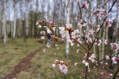 Kirsikkapuut kukkivat huhtikuussa, kun Laajakallion koululla oli perinteiset talkoopäivät arboretumissa.