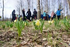 Ensimmäiset kukat näkyivät jo huhtikuussa Laajakallion koulun arboretumissa.