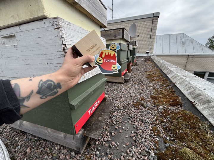 Suomalaisen teknologiayhtiö Tuxeran merenrannalla olevan pääkonttorin katolla tuhannet mehiläiset ovat heränneet uuteen kesään.