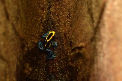 Sammakko, jolla on mustakeltainen ruumis ja sinertävän väriset jalat, kiipeää puunrunkoa pitkin pieni musta nuijapää selässään.