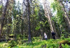 Metsästä otettuja kuvia analysoidaan tekoälyn avulla.